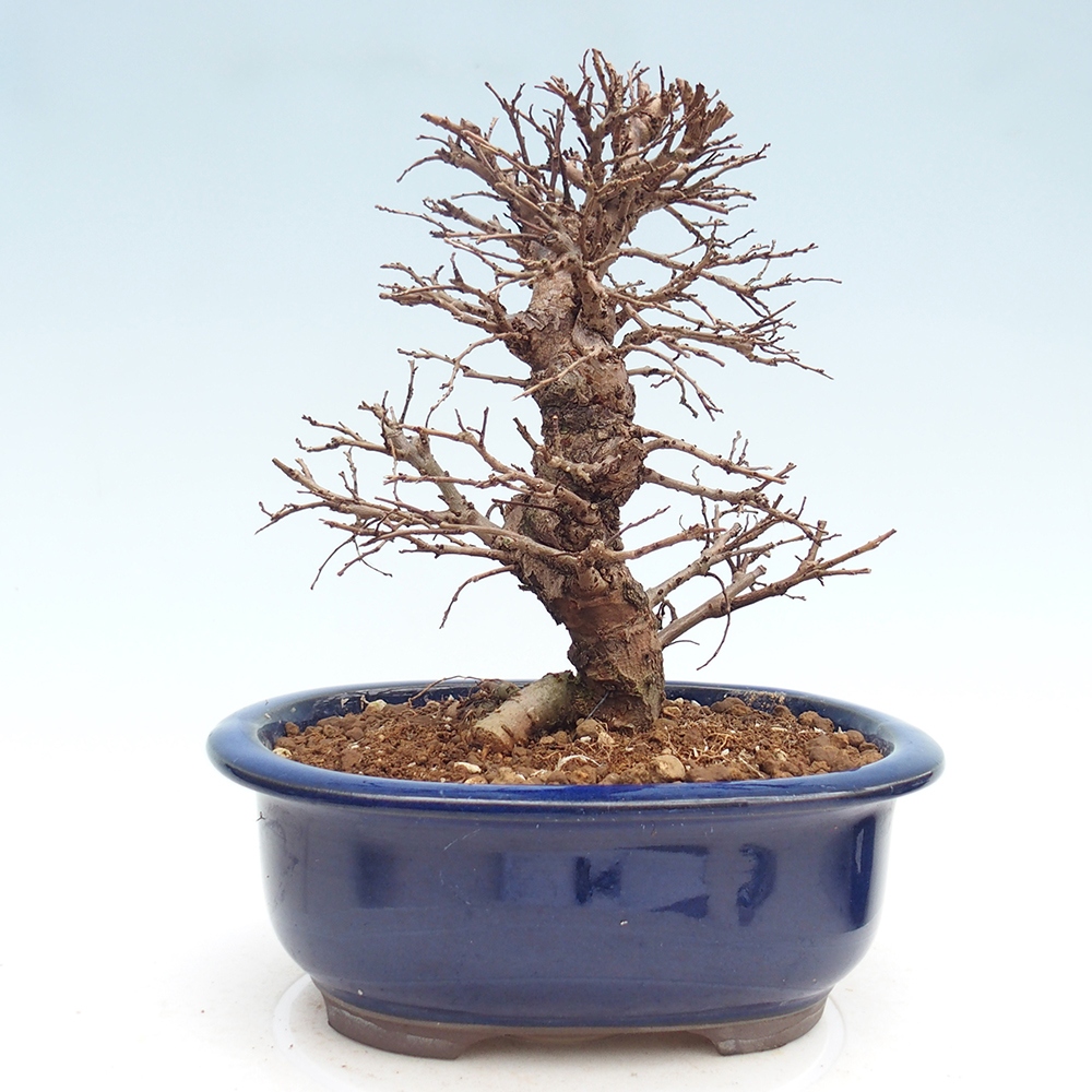 Venkovní bonsai - Zelkova - Zelkova NIRE