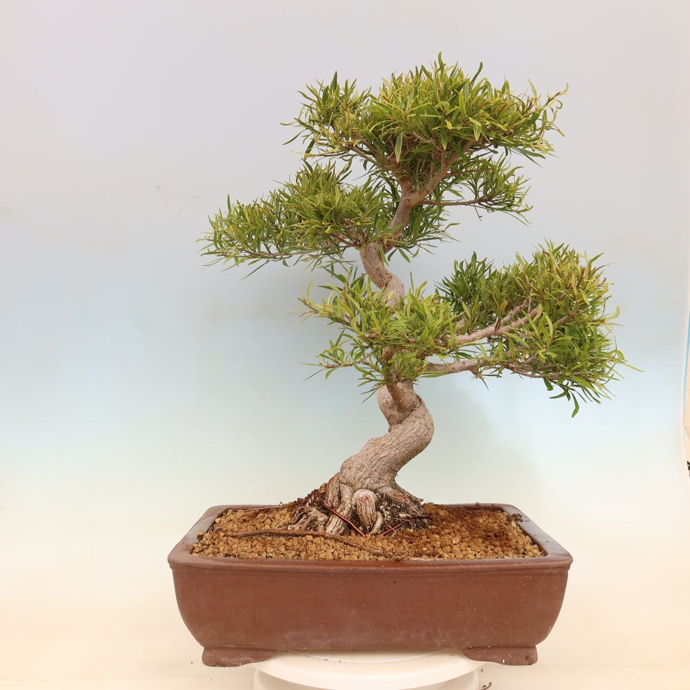 Pokojová bonsai - Ficus nerifolia -  malolistý fíkus