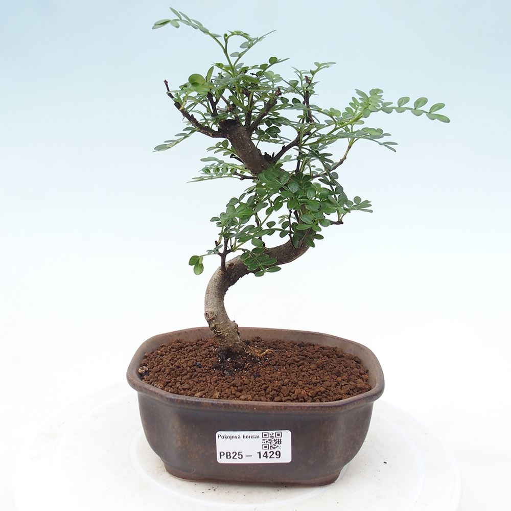 Pokojová bonsai - Zantoxylum piperitum - pepřovník