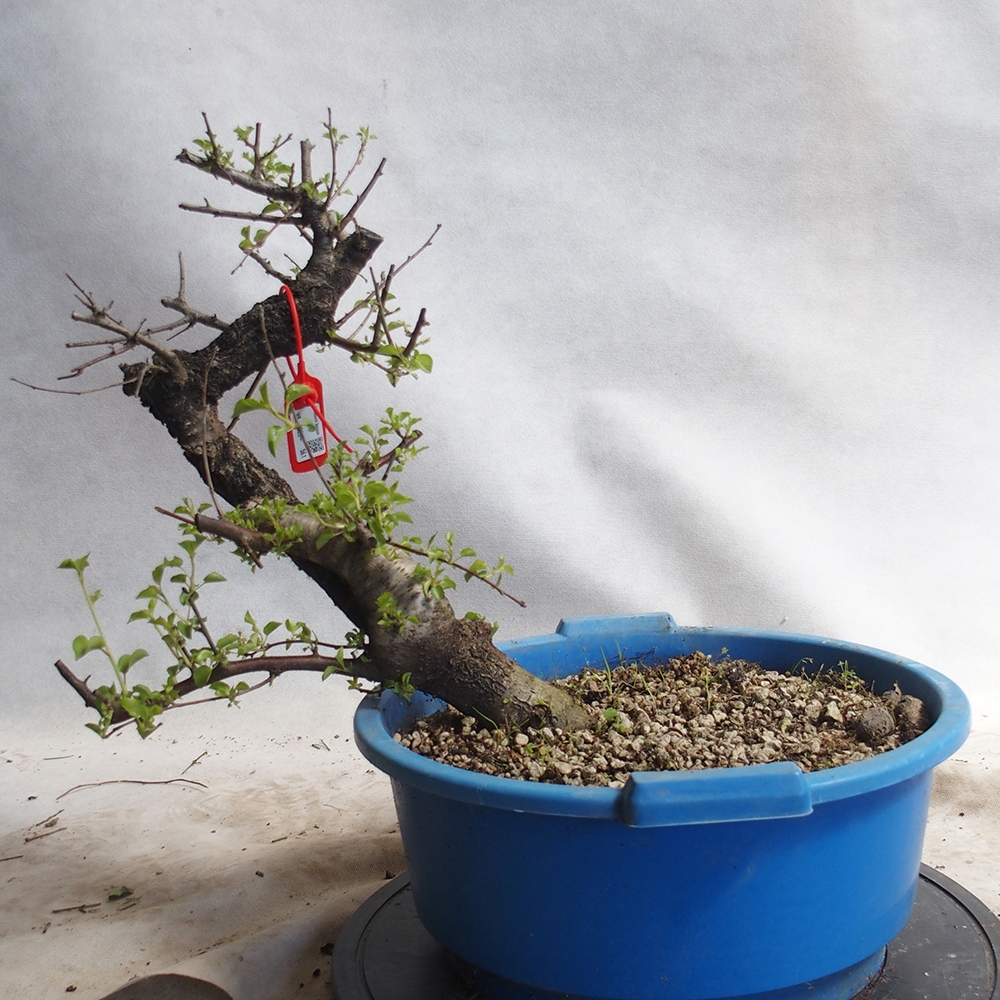 Venkovní bonsai -Mahalebka - Prunus mahaleb