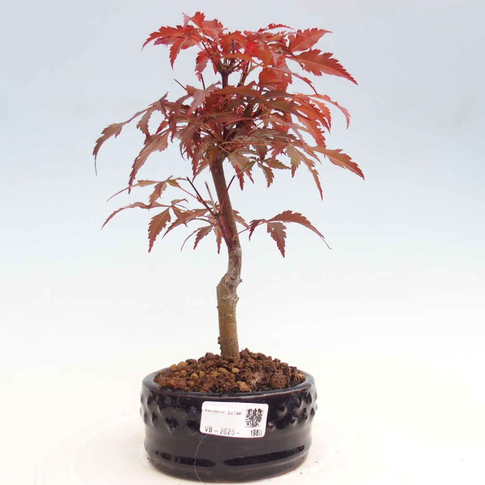 Venkovní bonsai - Acer palm. Atropurpureum-Javor dlanitolistý