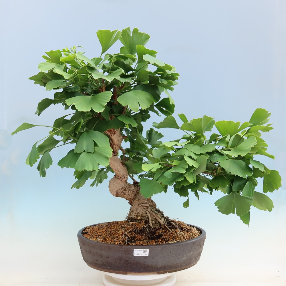 Venkovní bonsai - Jinan dvoulaločný - Ginkgo biloba