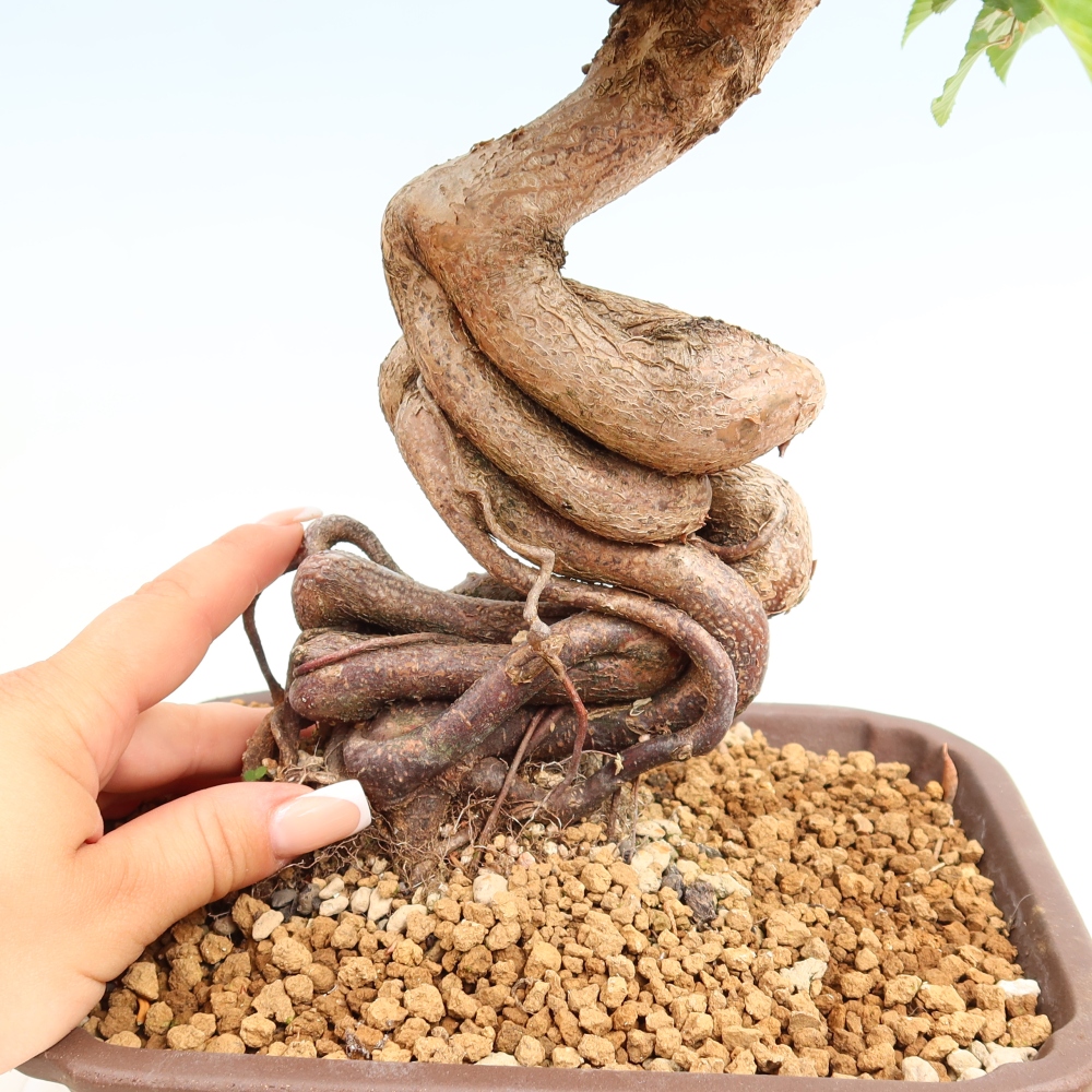 Venkovní bonsai -Carpinus coreana - Habr korejský