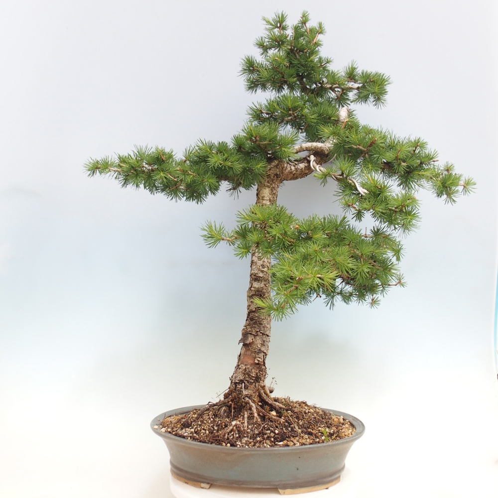 Venkovní bonsai -Larix decidua - Modřín opadavý 