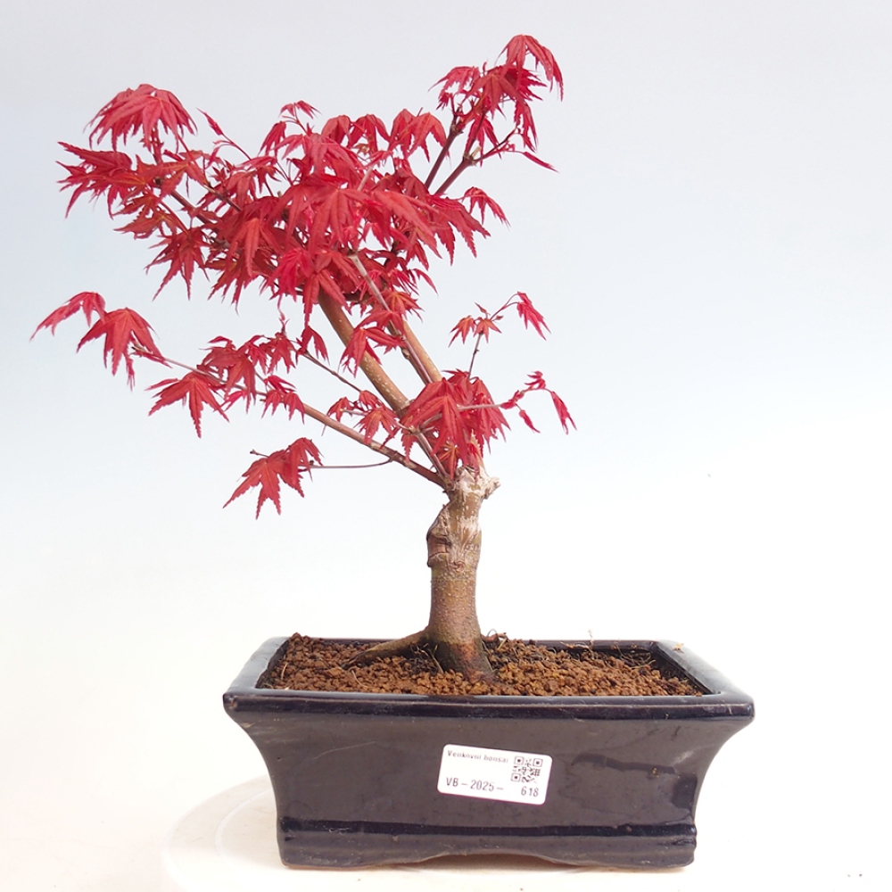 Venkovní bonsai - Javor dlanitolistý - Acer palmatum DESHOJO