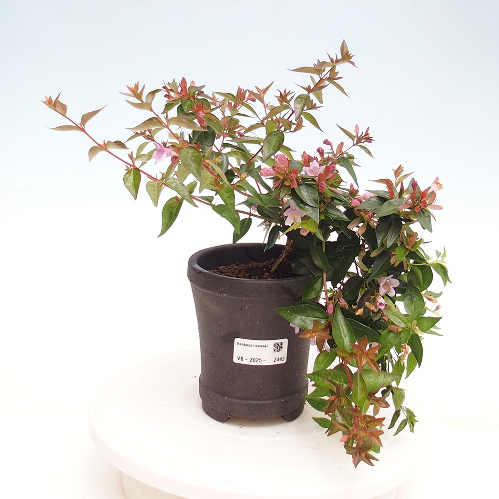 Venkovní bonsai - Abelia Grandiflora - Abélie velkokvětá