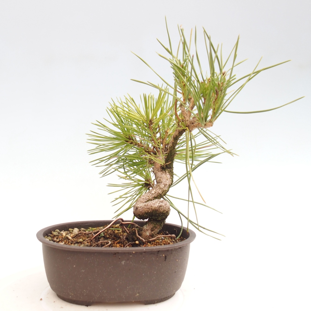 Venkovní bonsai - Pinus thunbergii - Borovice thunbergova