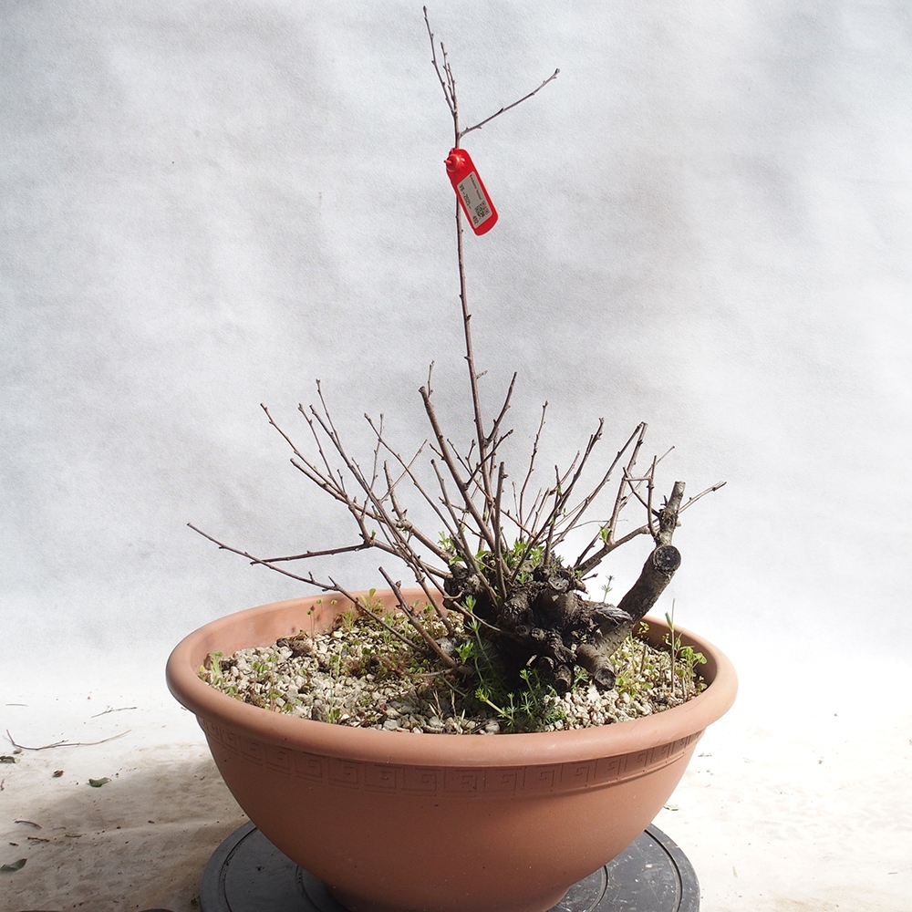 Venkovní bonsai -Mahalebka - Prunus mahaleb