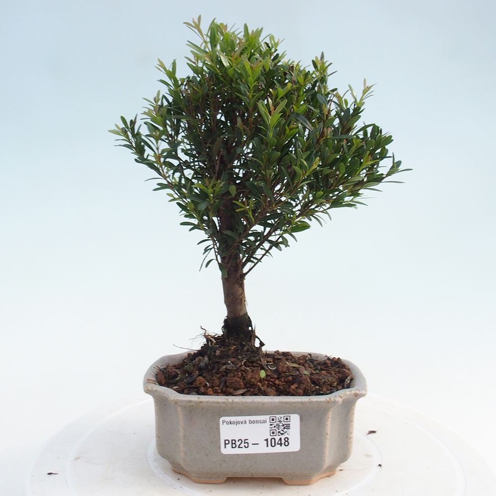 Pokojová bonsai - Syzygium - Pimentovník