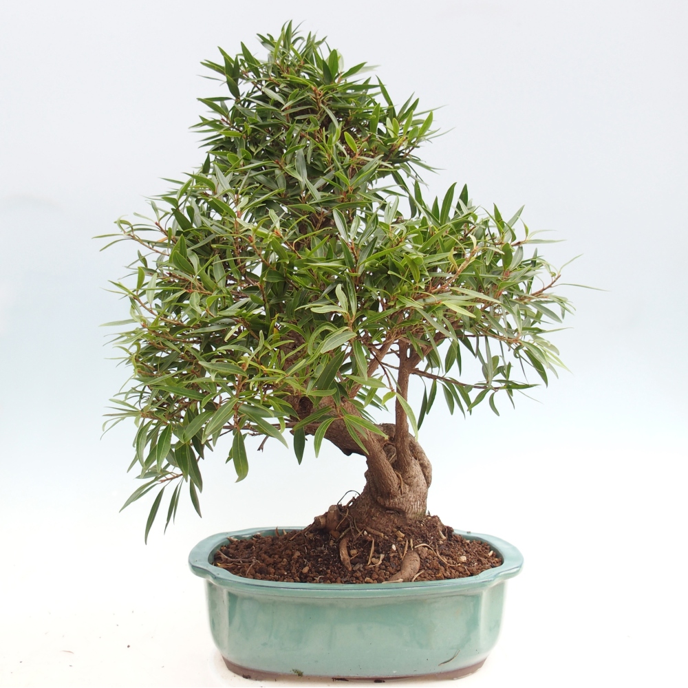 Pokojová bonsai - Ficus nerifolia -  malolistý fíkus