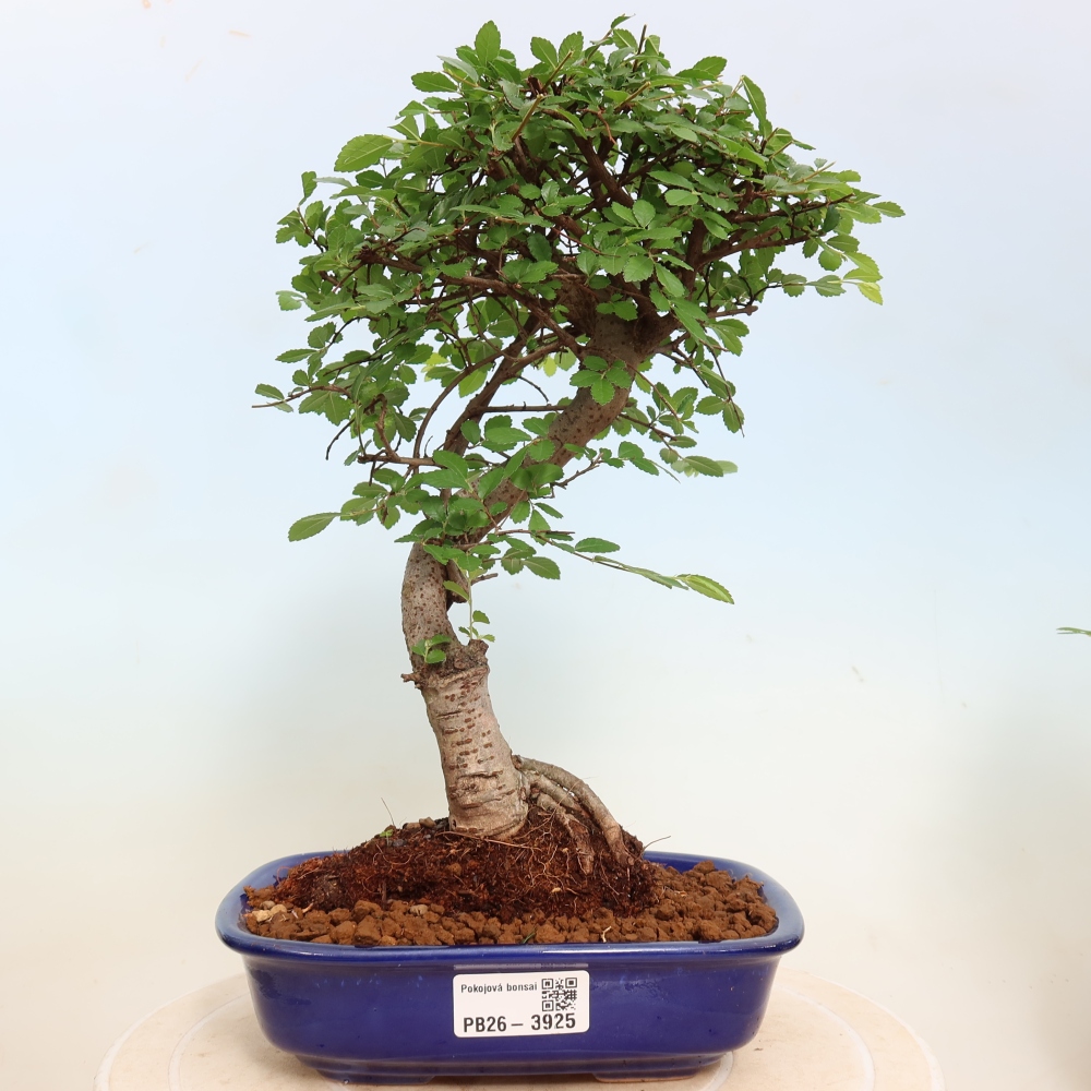 Pokojová bonsai - Ulmus parvifolia - Malolistý jilm