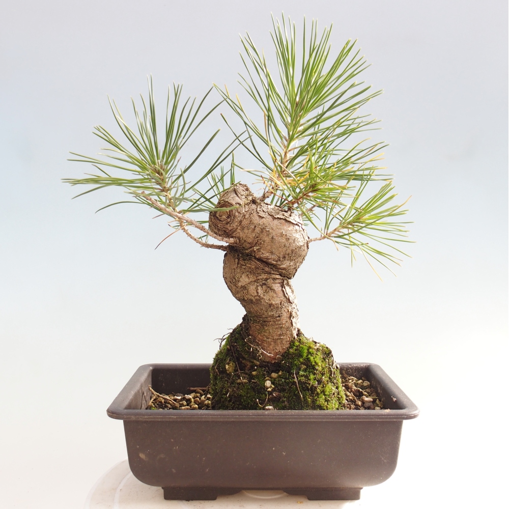 Venkovní bonsai - Pinus thunbergii - Borovice thunbergova