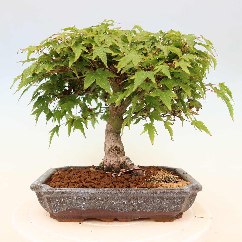 Acer palmatum KIOHIME - Javor dlanitolistý