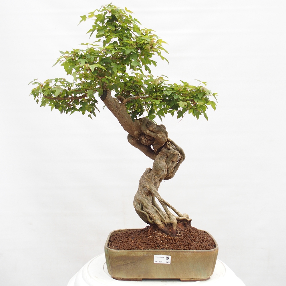 Venkovní bonsai - Acer Buergerianum - Javor Burgerův