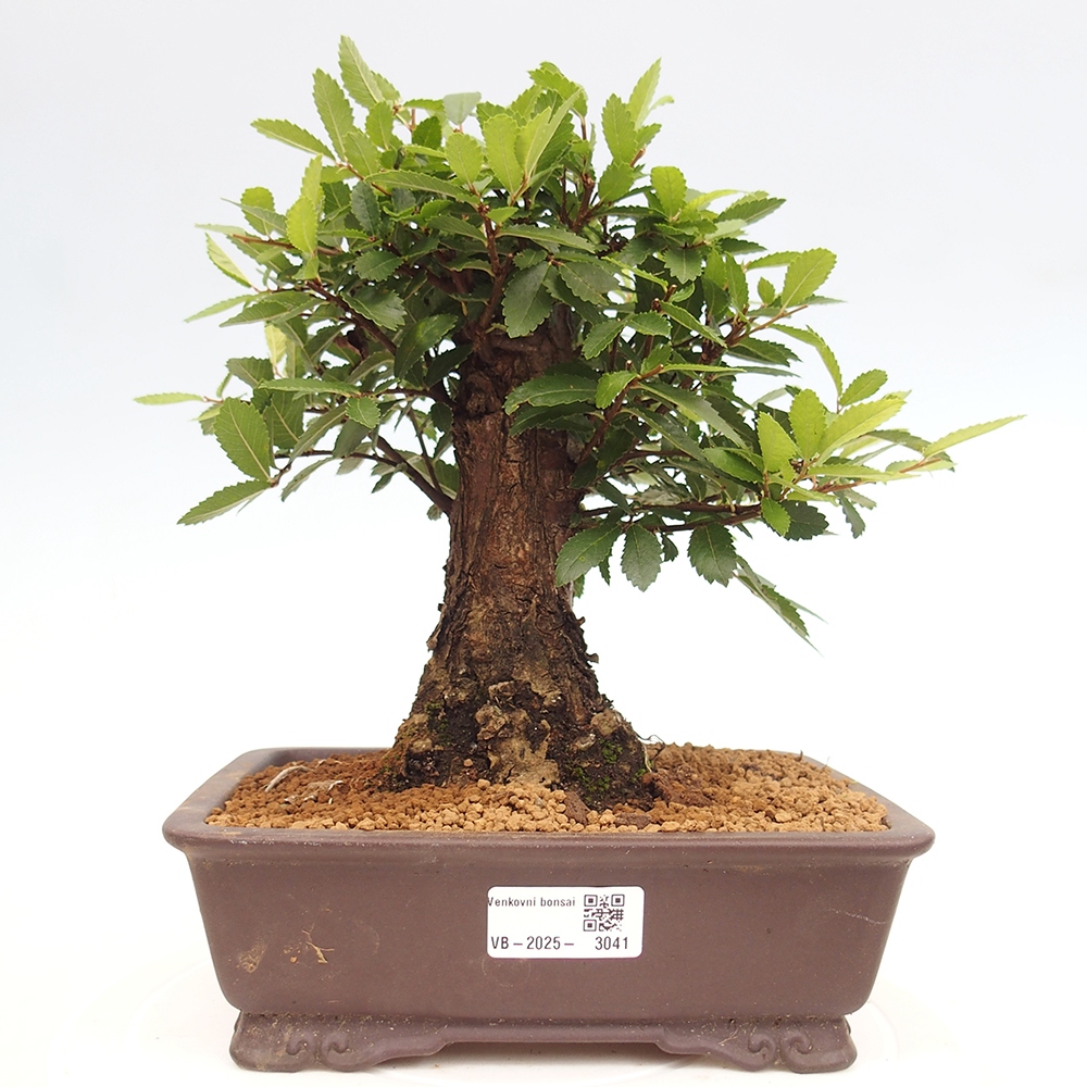 Venkovní bonsai - Zelkova - Zelkova NIRE
