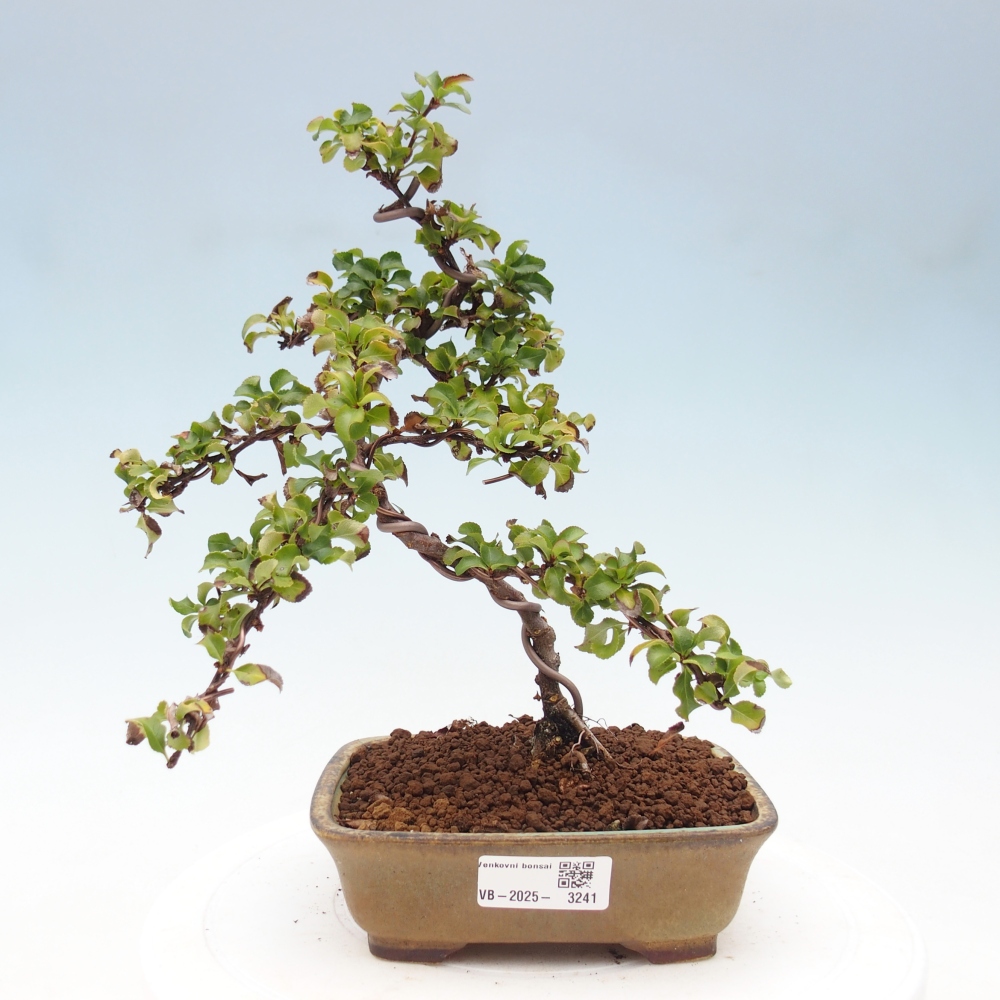 Venkovní bonsai - Chaneomeles s. Red Joy - Kdoulovec 