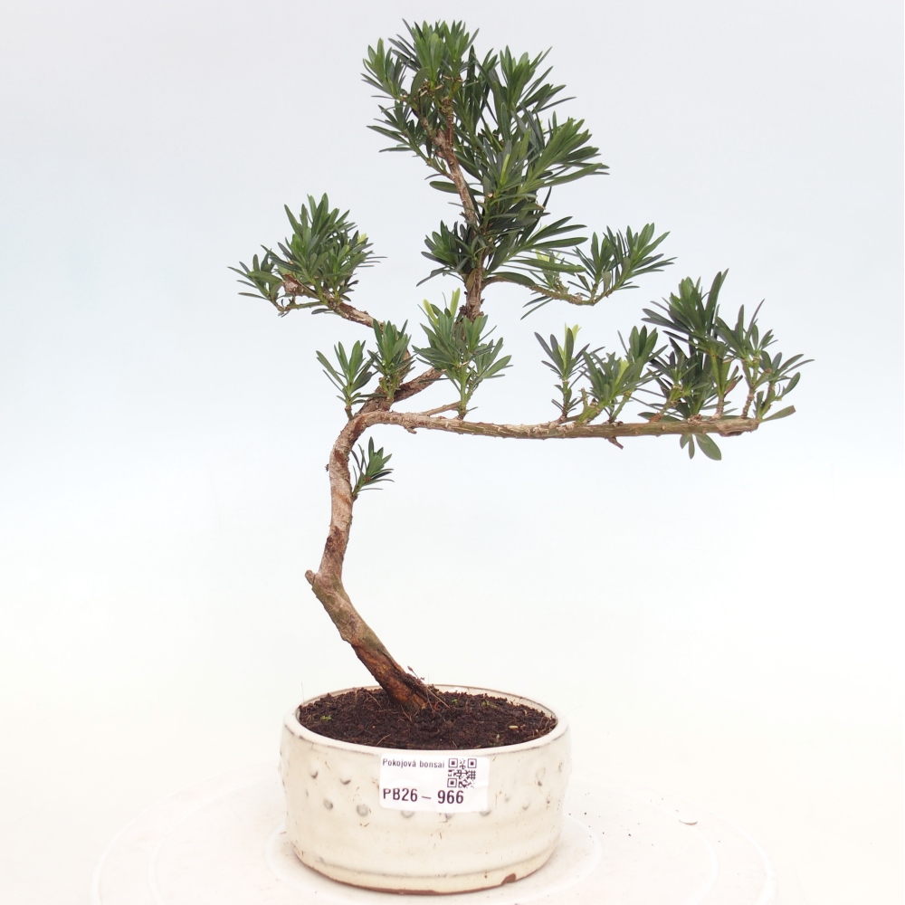 Pokojová bonsai - Podocarpus - Kamenný tis