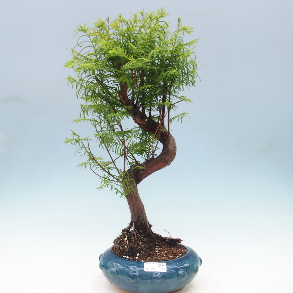 Venkovní bonsai - Metasequoia glyptostroboides - Metasekvoje čínská