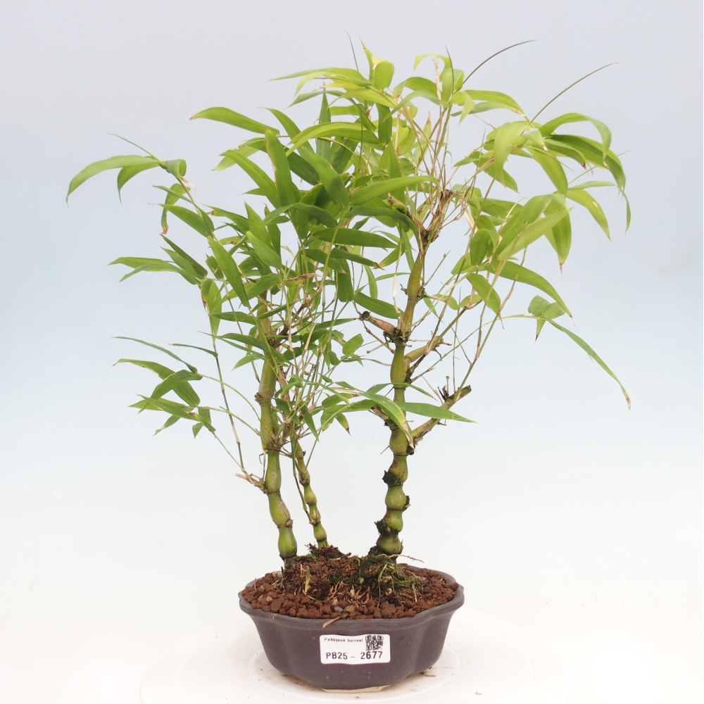 Pokojová bonsai - Bambus budha-Bambus budhovo břicho