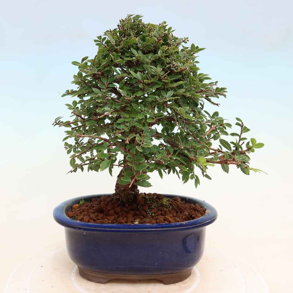 Venkovní bonsai - Zelkova - Zelkova NIRE