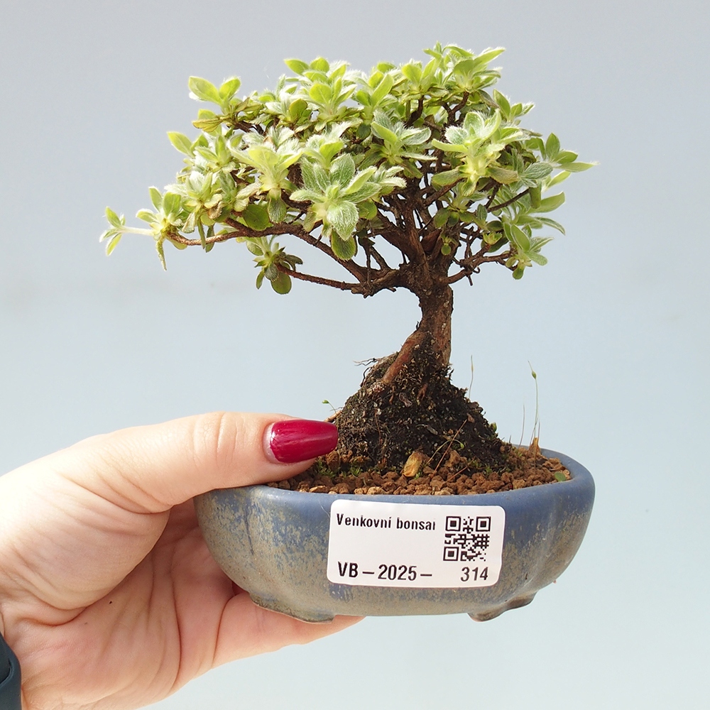 Venkovní bonsai - Rhododendron indicum - Japonská azalka