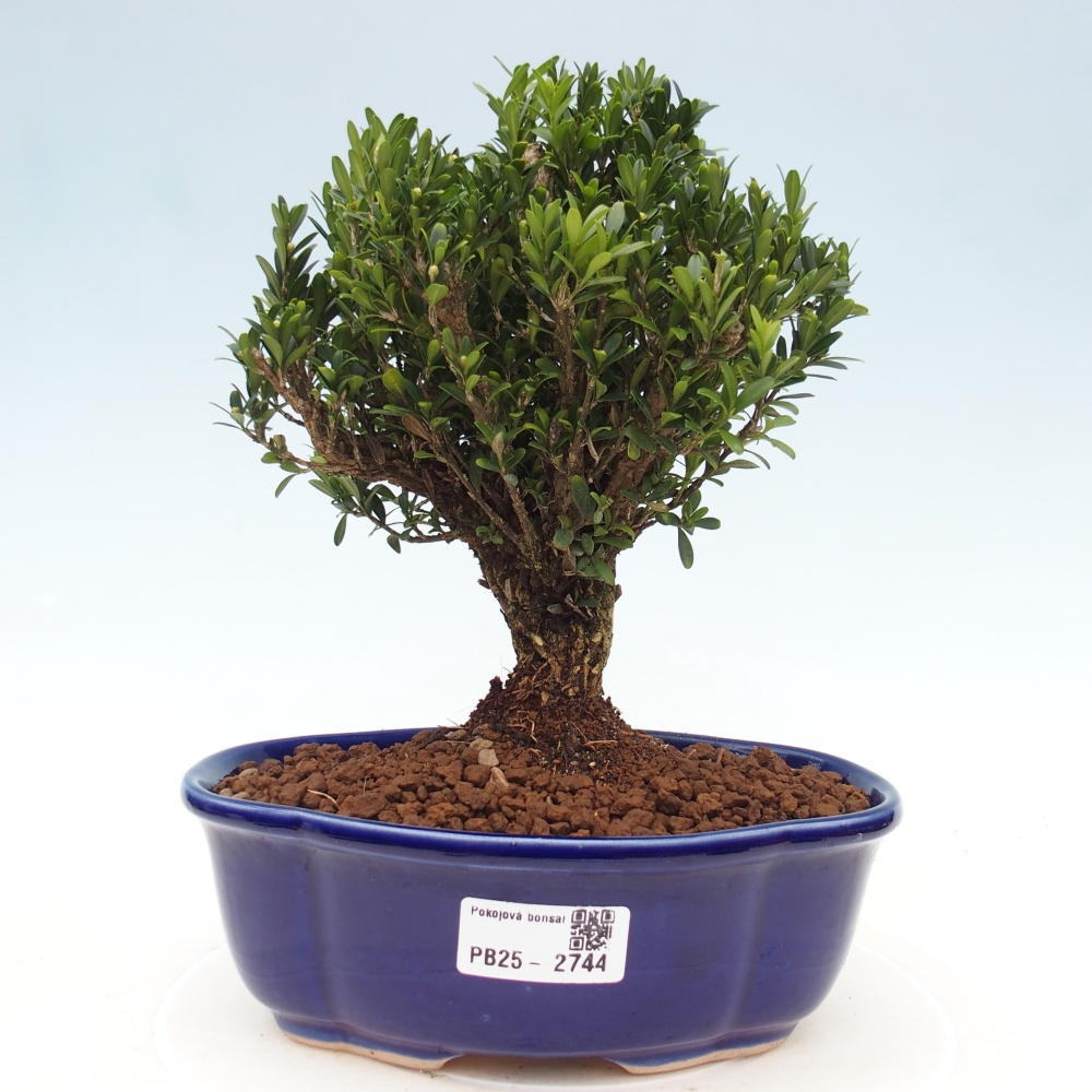Pokojová bonsai - Buxus harlandii - korkový buxus