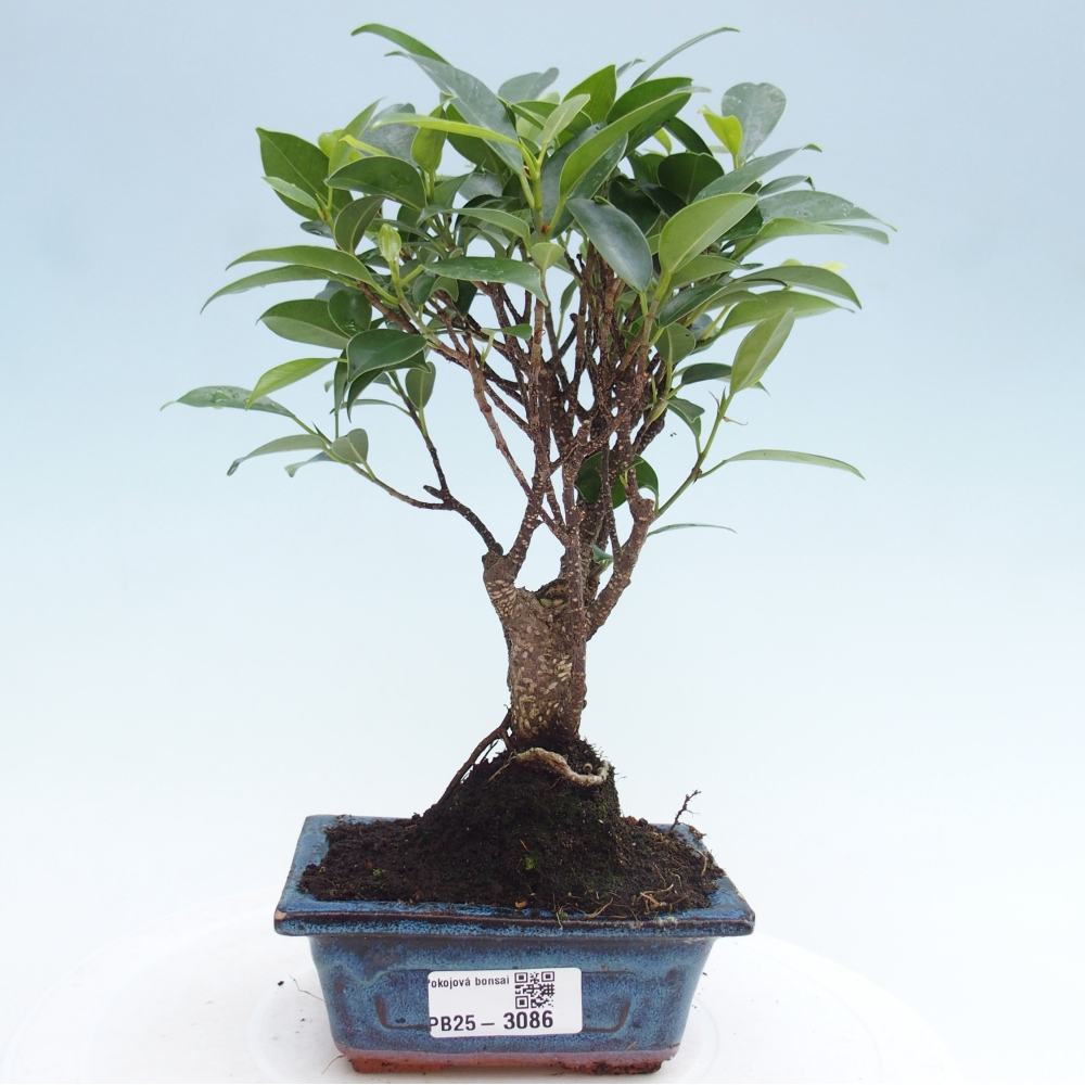 Pokojová bonsai Ficus retusa kimmen