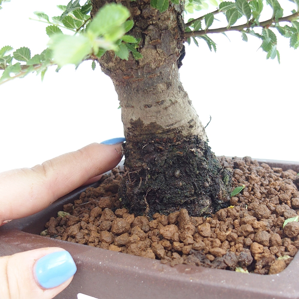 Venkovní bonsai - Ulmus parvifolia Hokkaido - jilm Čínský