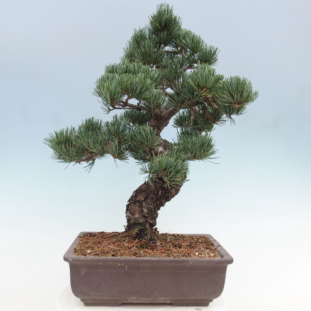 Venkovní bonsai - Pinus parviflora - Borovice drobnokvětá