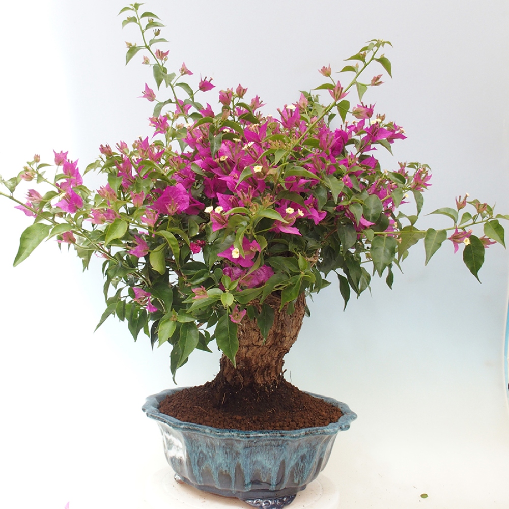 Pokojová bonsai - Bouganwilea