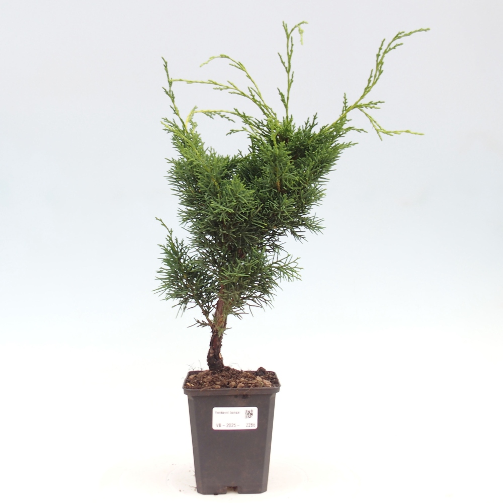 Venkovní bonsai - Juniperus chinensis Kishu -Jalovec čínský