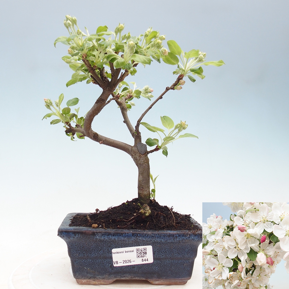 Venkovní bonsai -Malus halliana - Maloplodá jabloň