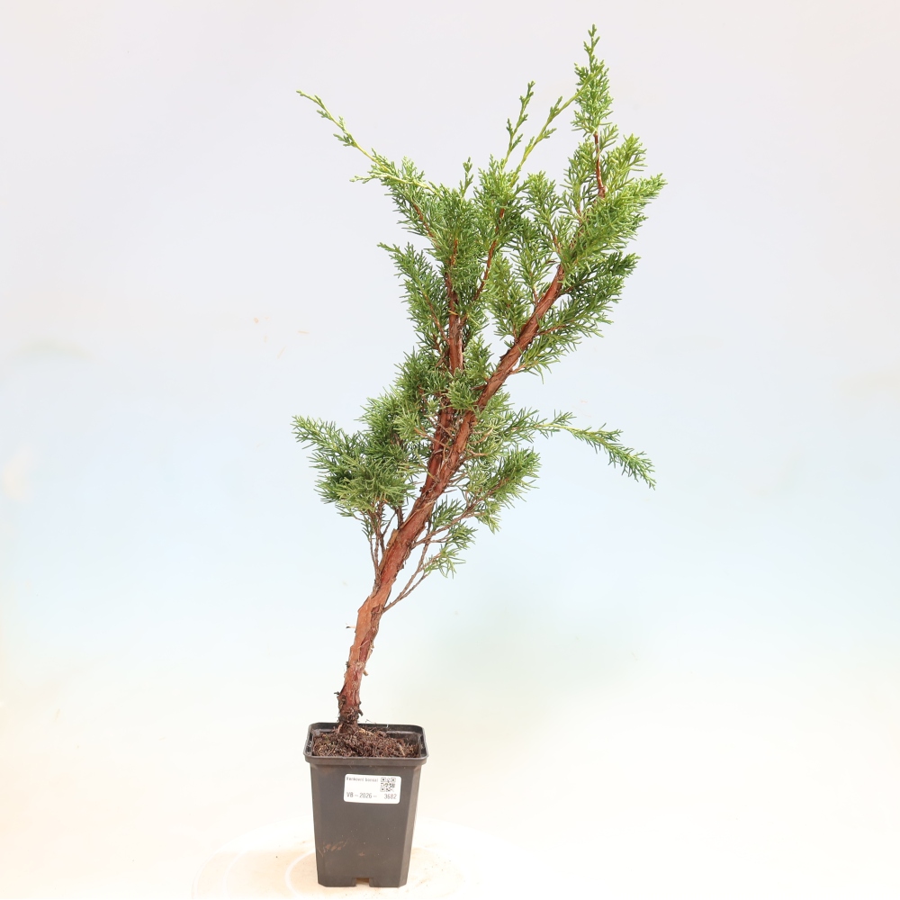 Venkovní bonsai - Juniperus chinensis Kishu -Jalovec čínský