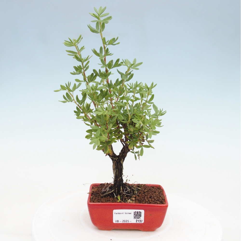 Venkovní bonsai-Mochna křovitá - potentila fruticosa yellow Bird