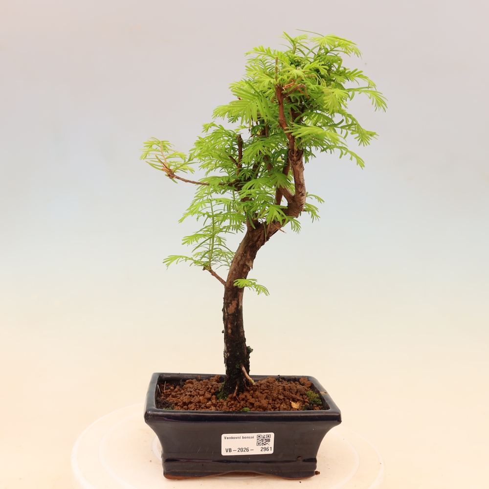 Venkovní bonsai - Metasequoia glyptostroboides - Metasekvoje čínská