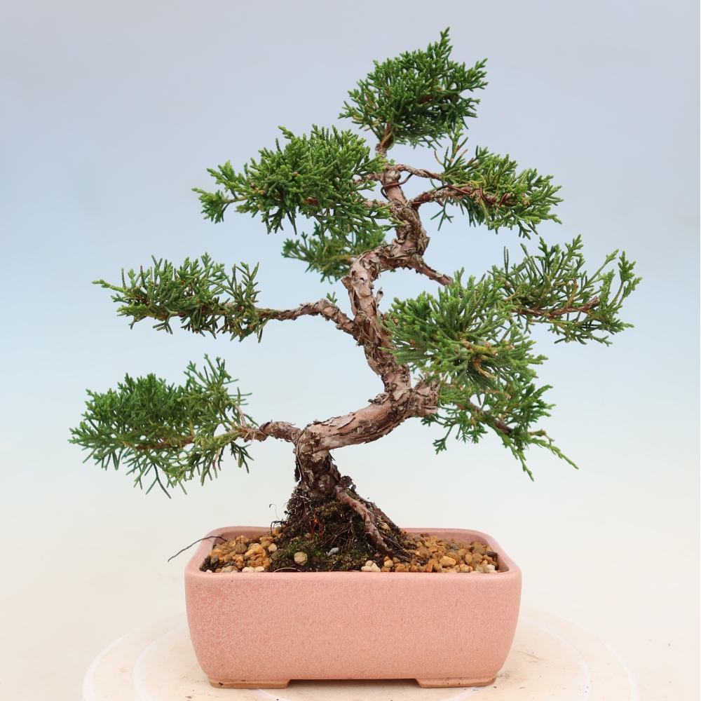 Venkovní bonsai - Juniperus chinensis Kishu -Jalovec čínský
