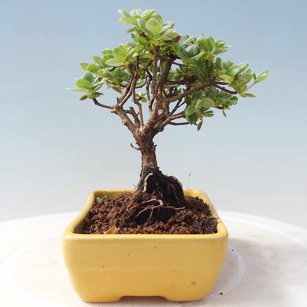 Venkovní bonsai - Rhododendron indicum - Japonská azalka
