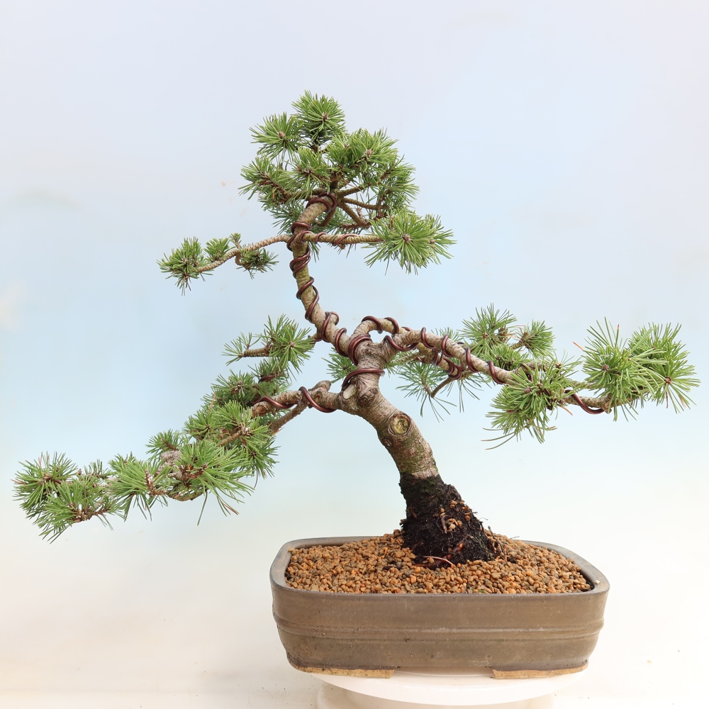 Venkovní bonsai - Pinus mugo Humpy  - Borovice kleč