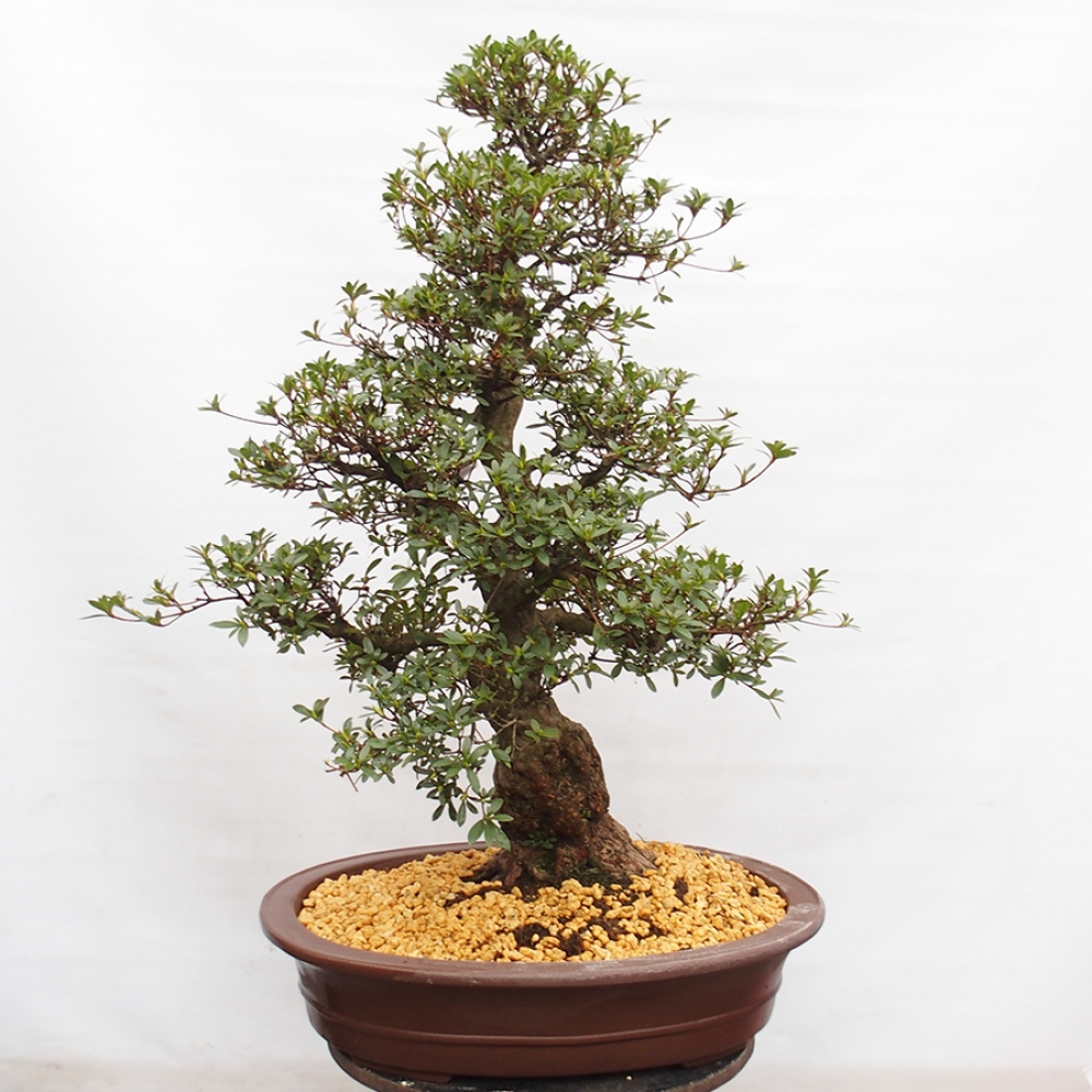 Venkovní bonsai - Japonská azalka - Azalea Suiren