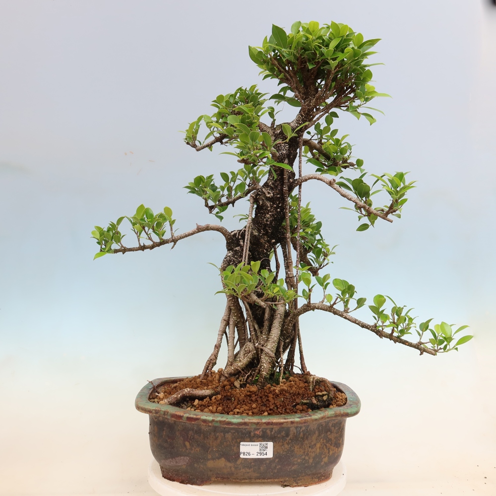Pokojová bonsai - Ficus kimmen -  malolistý fíkus