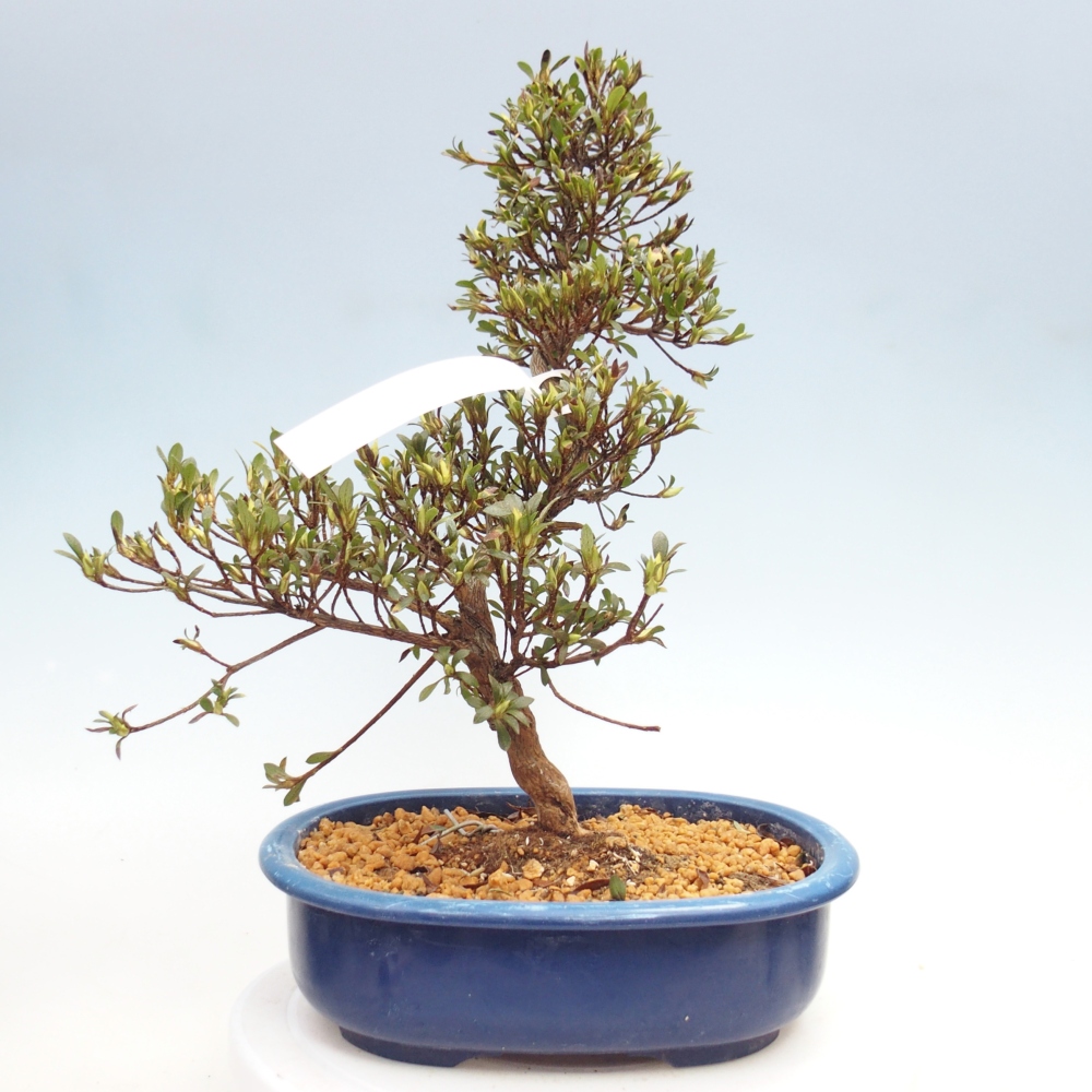 Venkovní bonsai - Japonská azalka - Azalea Nikko