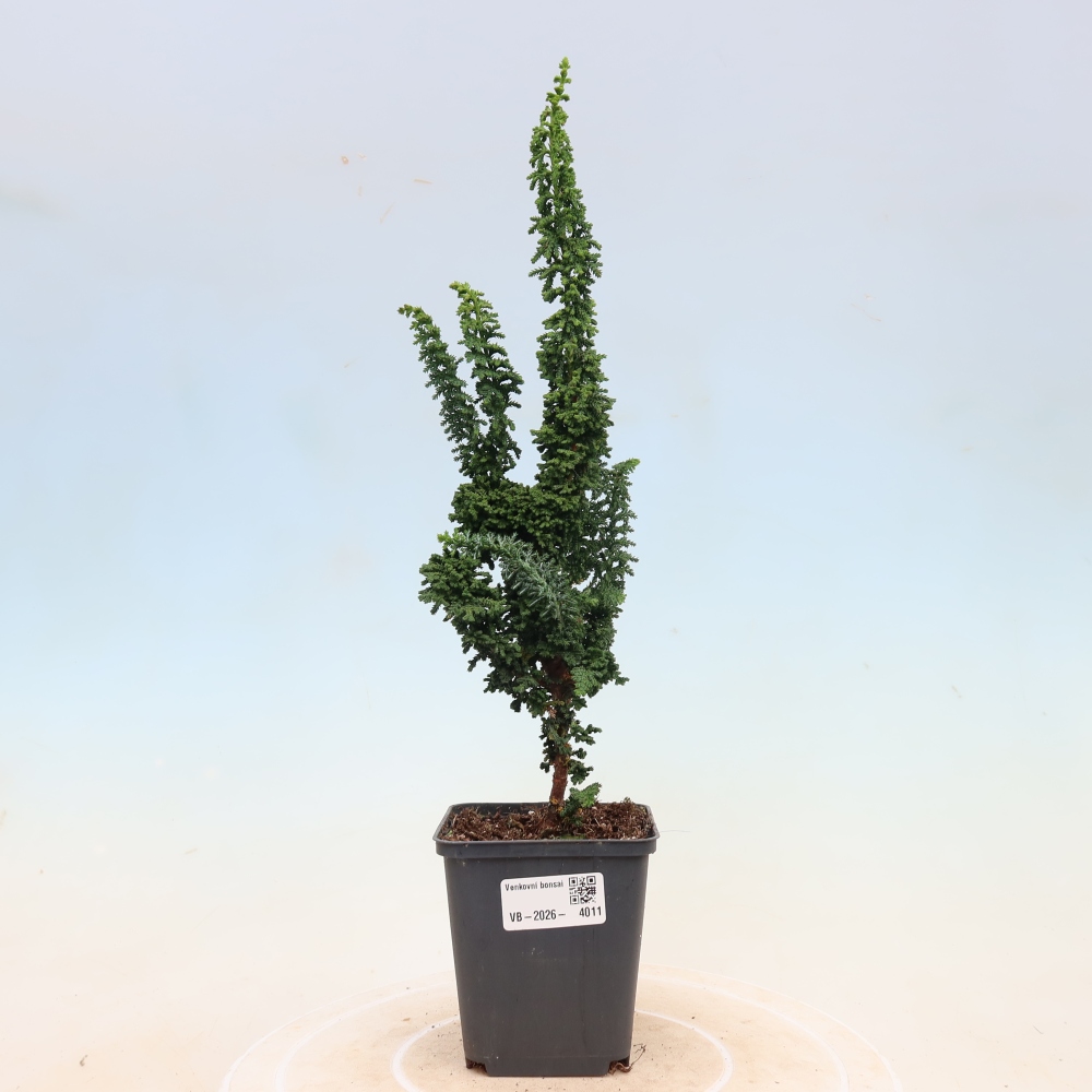 Venkovní bonsai - Cham. obtusa SEKKA HINOKI - Cypřišek