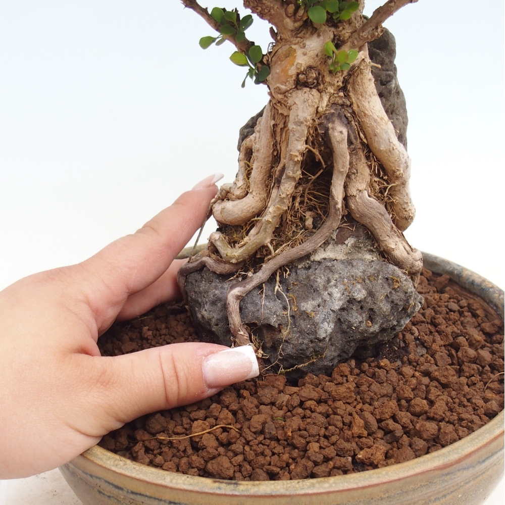 Venkovní bonsai - Berberis coreana - Dřištál korejský