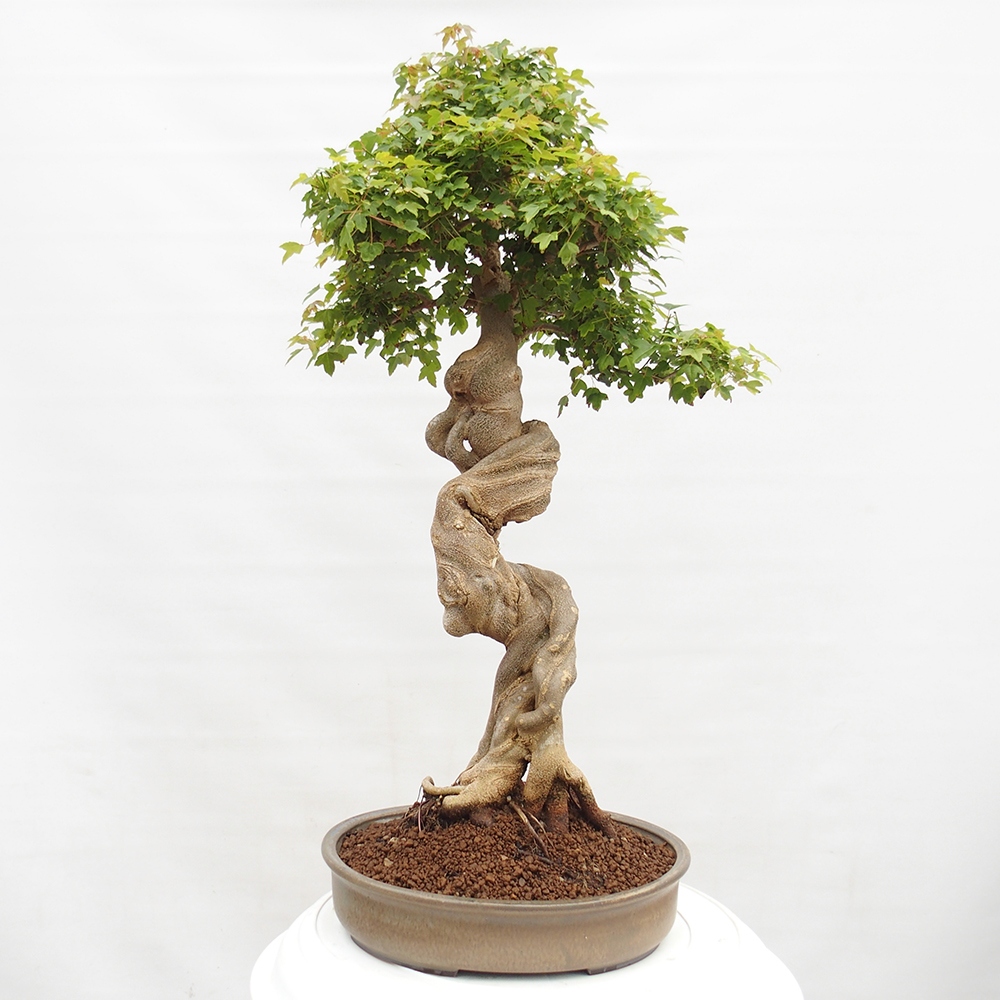 Venkovní bonsai - Acer Buergerianum - Javor Burgerův