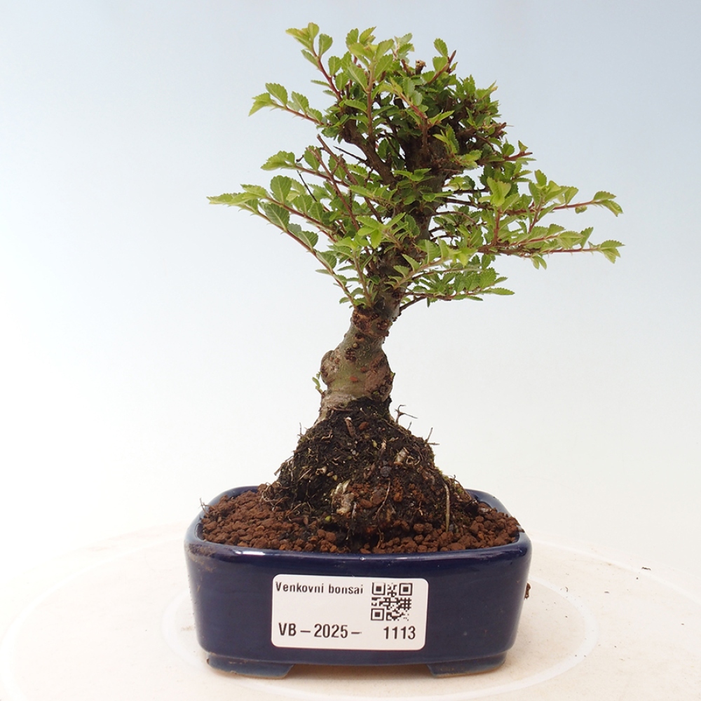 Venkovní bonsai - Ulmus parvifolia Sagei - Malolistý jilm