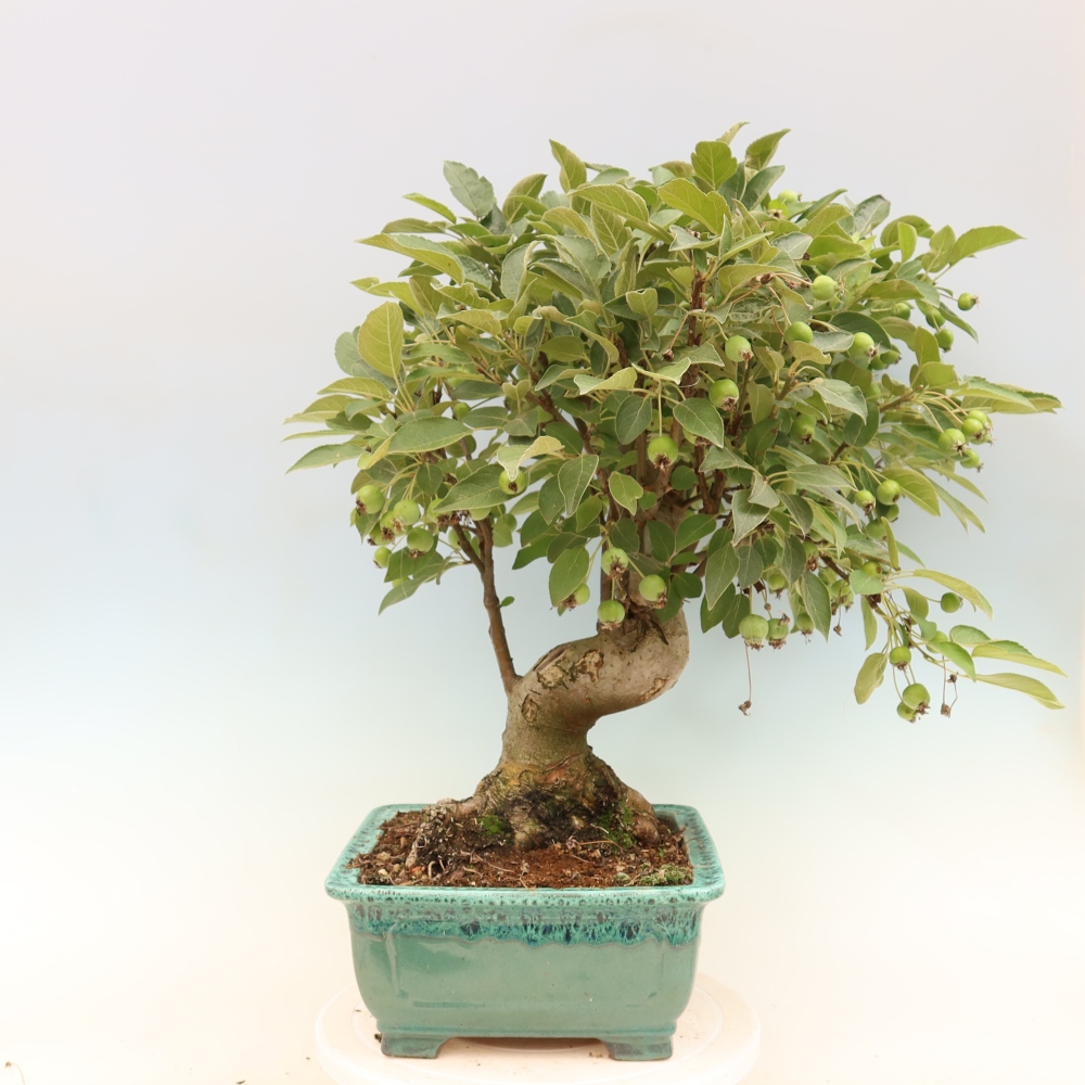 Venkovní bonsai -Malus halliana - Maloplodá jabloň
