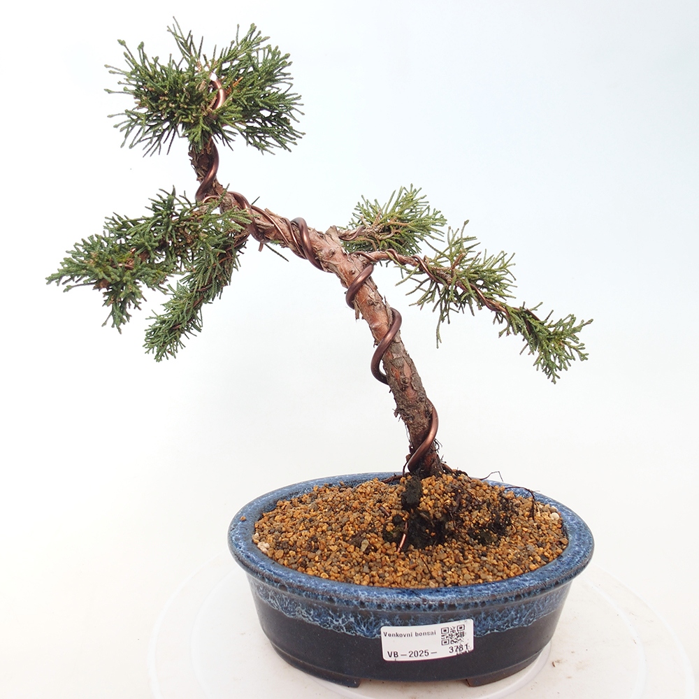 Venkovní bonsai - Juniperus chinensis Kishu -Jalovec čínský