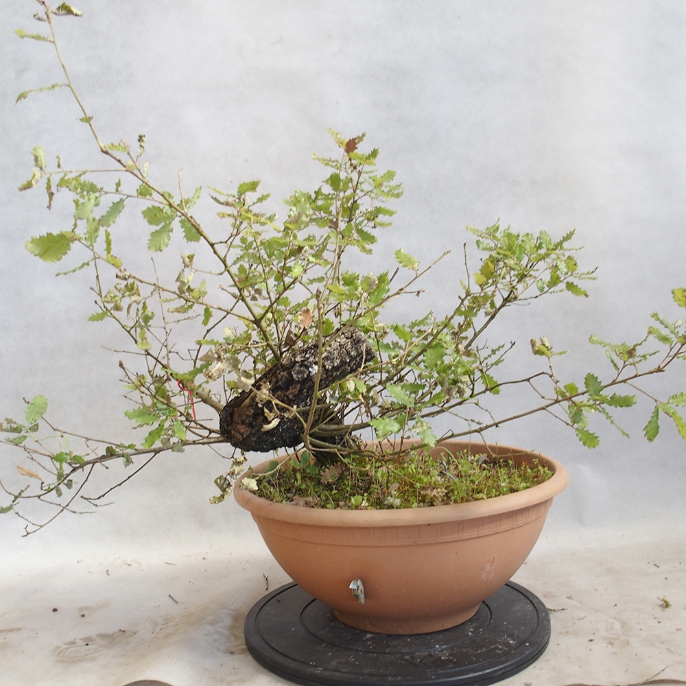 Venkovní bonsai Quercus Cerris - Dub Cer