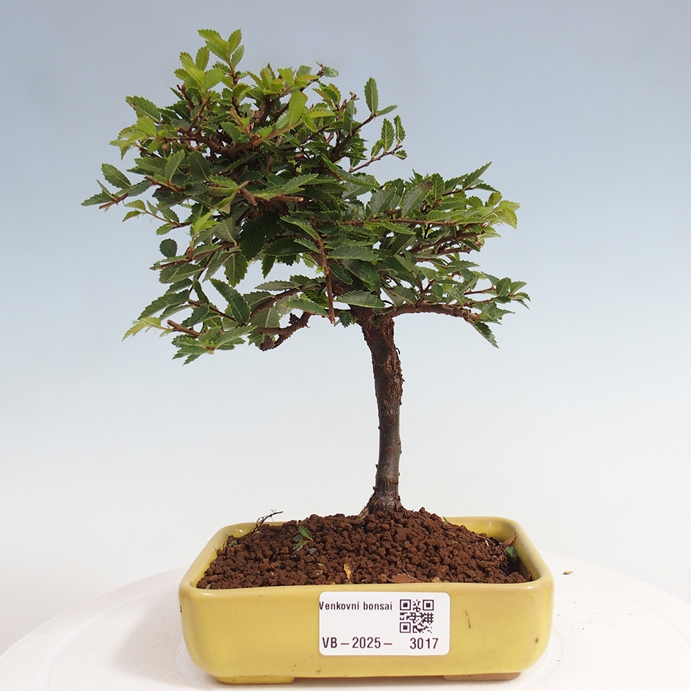 Venkovní bonsai - Ulmus parvifolia Sagei - Malolistý jilm
