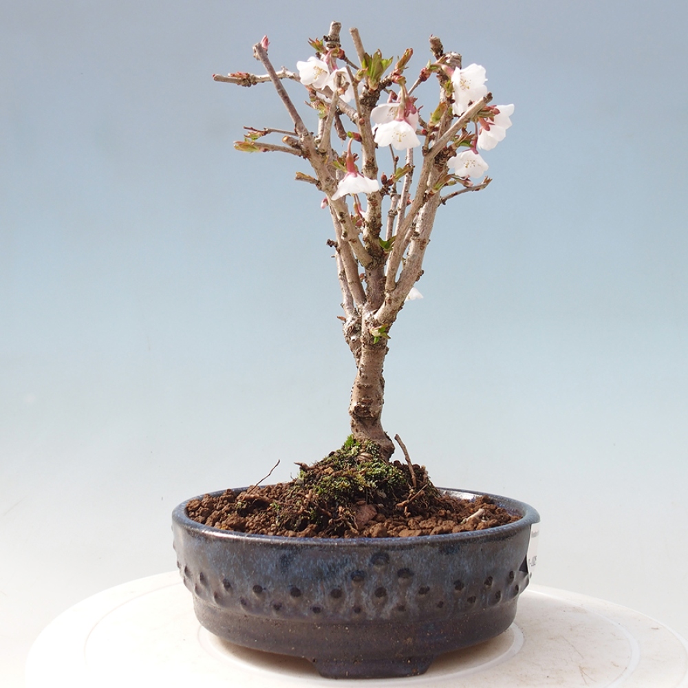 Venkovní bonsai - Prunus incisa Kojou-no mai-Slivoň vyříznutá